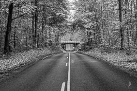 Le Tunnel de la foret