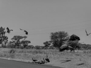Les vautours – Sénégal, 2006