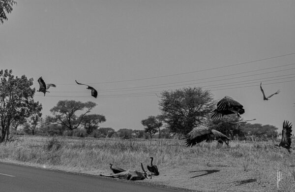 Les vautours – Sénégal, 2006