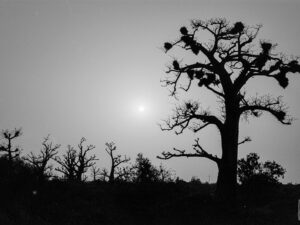 Le Baobab en Contre-jour – Sénégal, 2006
