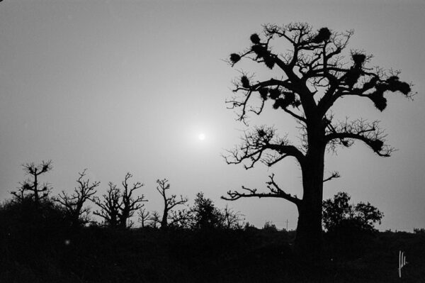 Le Baobab en Contre-jour – Sénégal, 2006