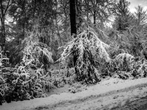 Winter Hand – L’Arbre qui Tends une Main Enneigée
