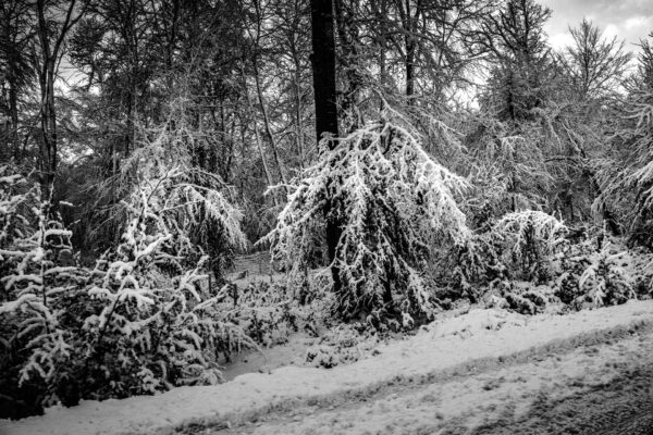Winter Hand – L’Arbre qui Tends une Main Enneigée