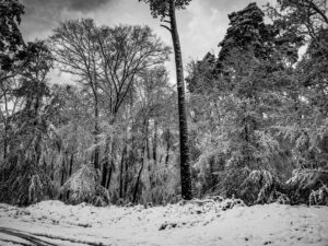 Under the Snow – Forêt de Fontainebleau sous la neige