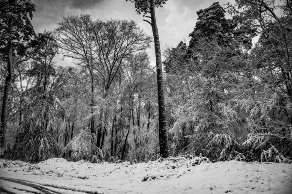 Under the Snow – Forêt de Fontainebleau sous la neige