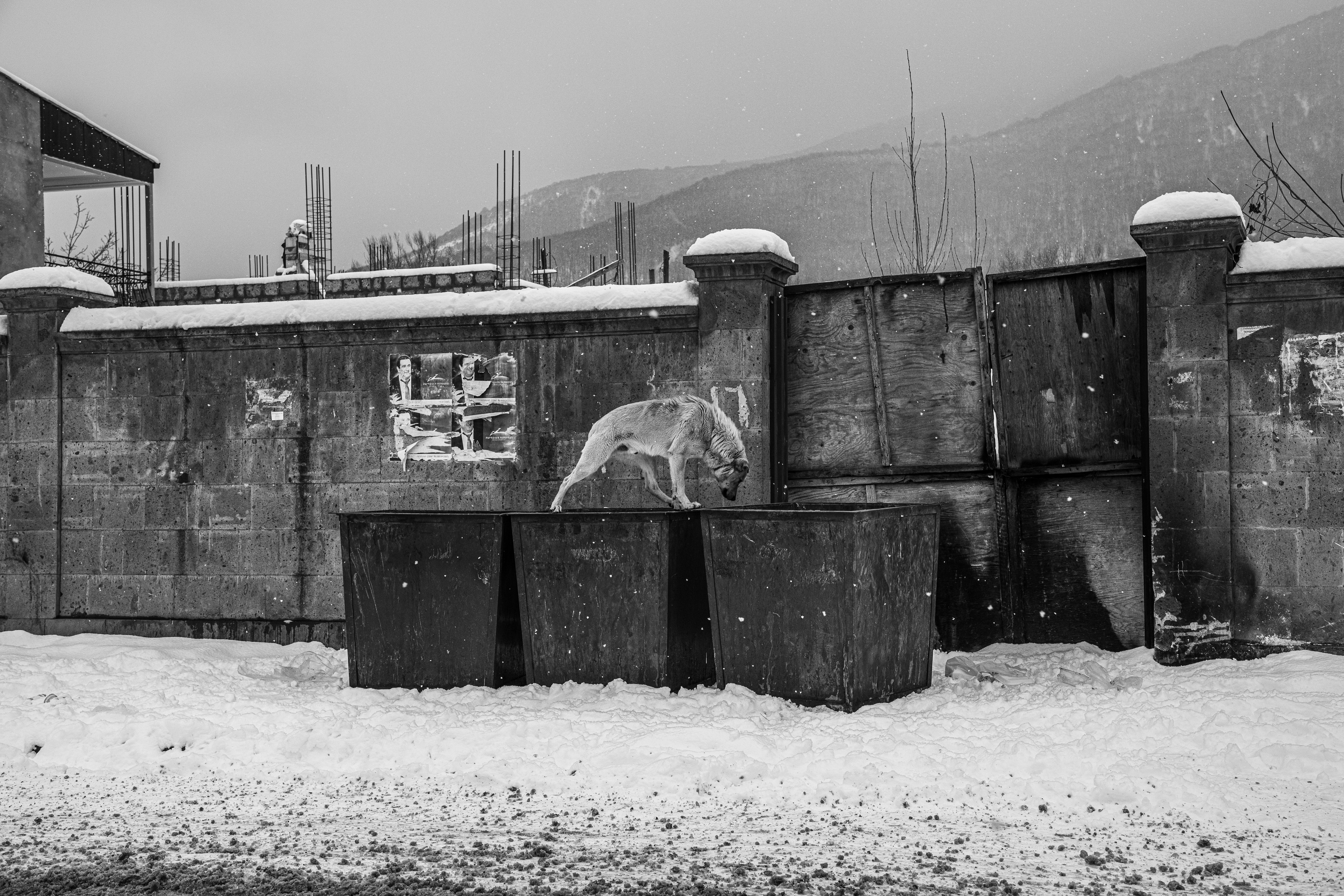 Une vie de chien