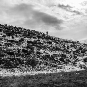 Le Berger d'Erebouni